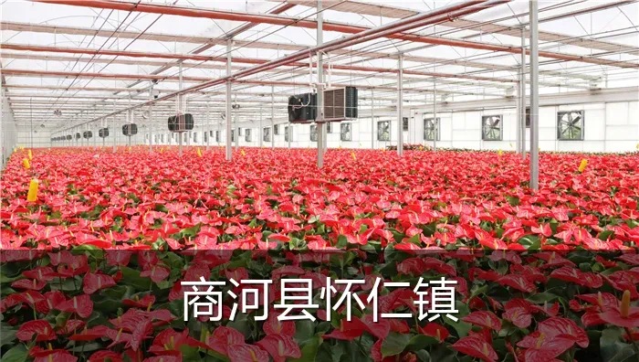 商河县怀仁镇